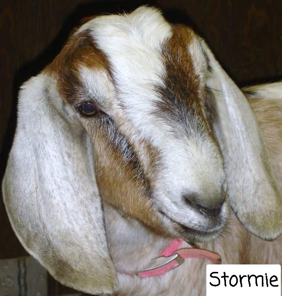 Avocado Storm Goat Milk Soap