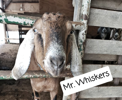 Mr. Whiskers Shower/Shaving Goat Milk Soap